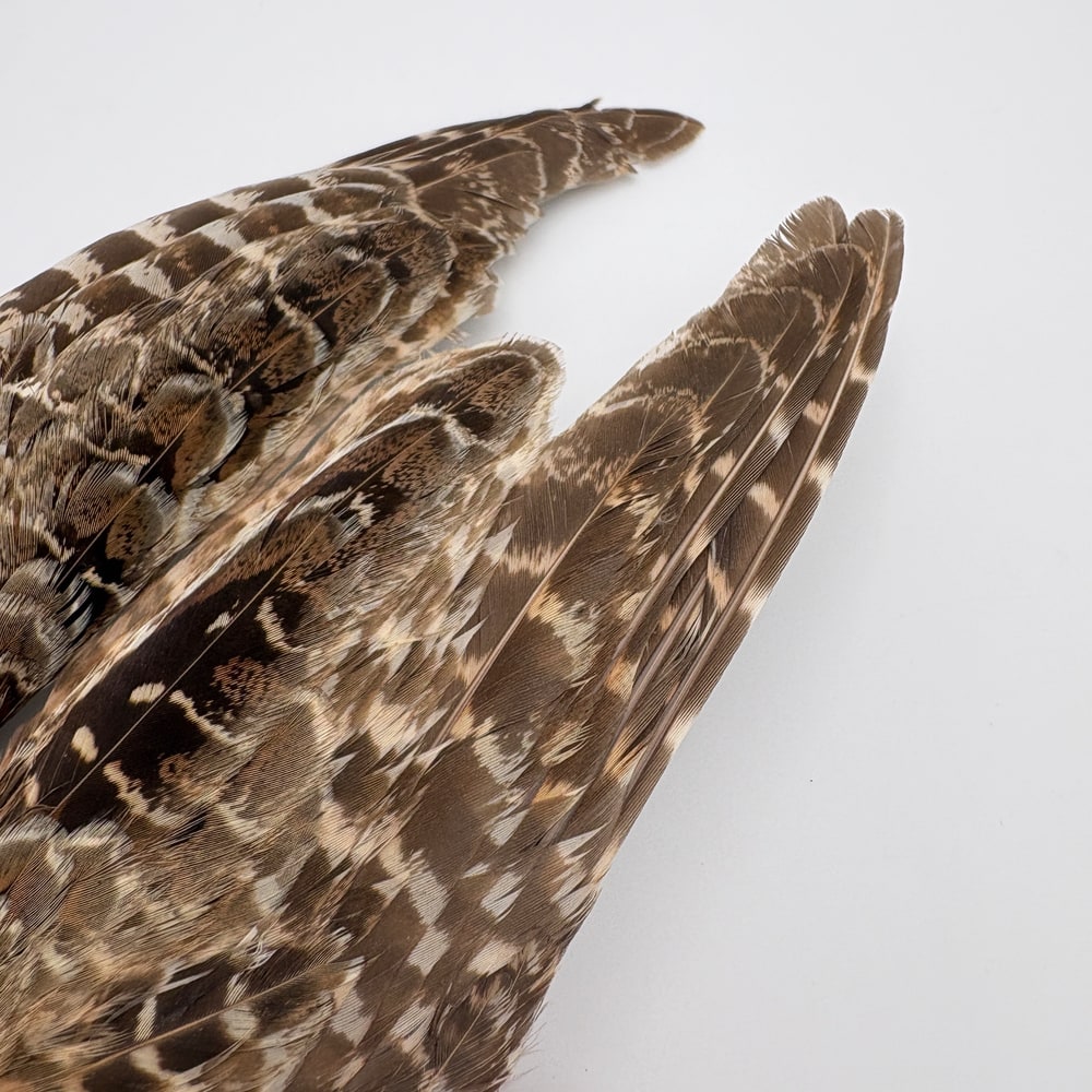 CANAL�ҡ��إ�ե������ �����󥰡���CN253��