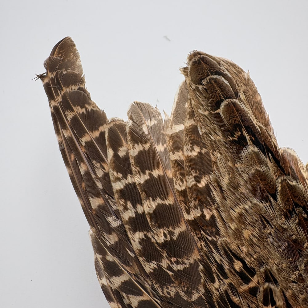 CANAL�ҡ��إ�ե������ �����󥰡���CN253��