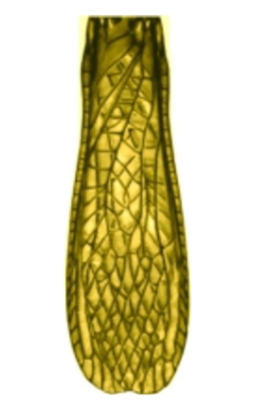 VANIA�ҡ����ȡ���ե饤������