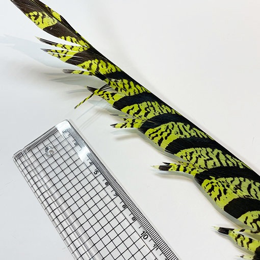 ����ʥ�ҡ�����ϡ����ȥե�����ȥơ��롡�ò�