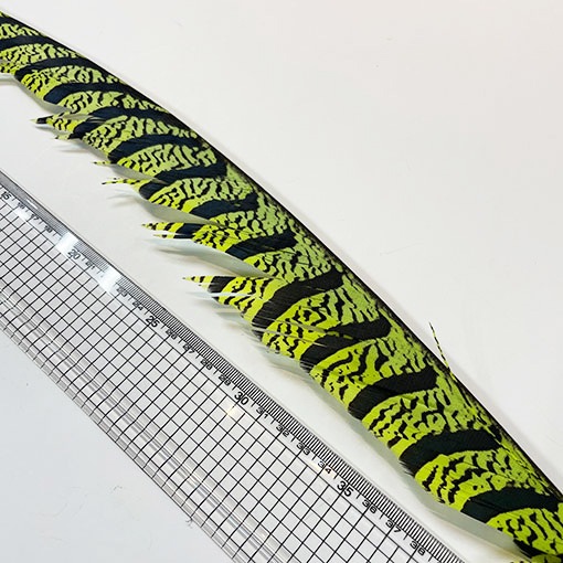 ����ʥ�ҡ�����ϡ����ȥե�����ȥơ��롡�ò�