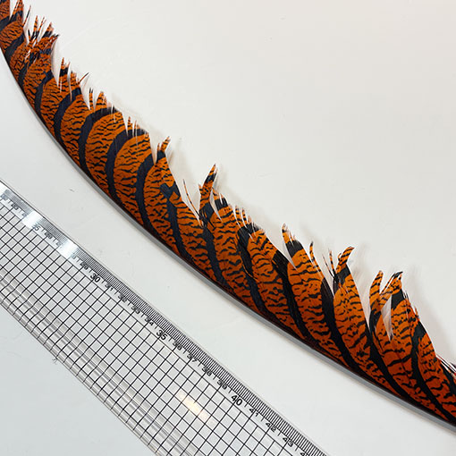 ����ʥ�ҡ�����ϡ����ȥե�����ȥơ��롡�ò�