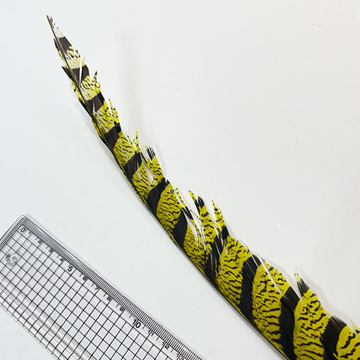 ����ʥ�ҡ�����ϡ����ȥե�����ȥơ��롡�ò�