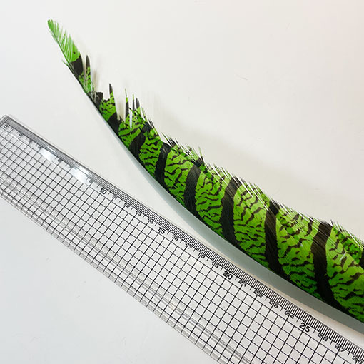 ����ʥ�ҡ�����ϡ����ȥե�����ȥơ��롡�ò�