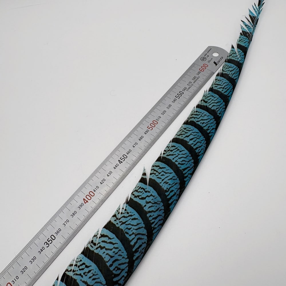 キャナル社 アムハーストフェザントテール 特価