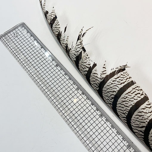 ����ʥ�ҡ�����ϡ����ȥե�����ȥơ��롡�ò�