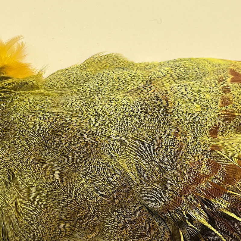 ʥ˥ϥ󥬥ꥢѡȥåץ꡼ȥ  (KC35 05)