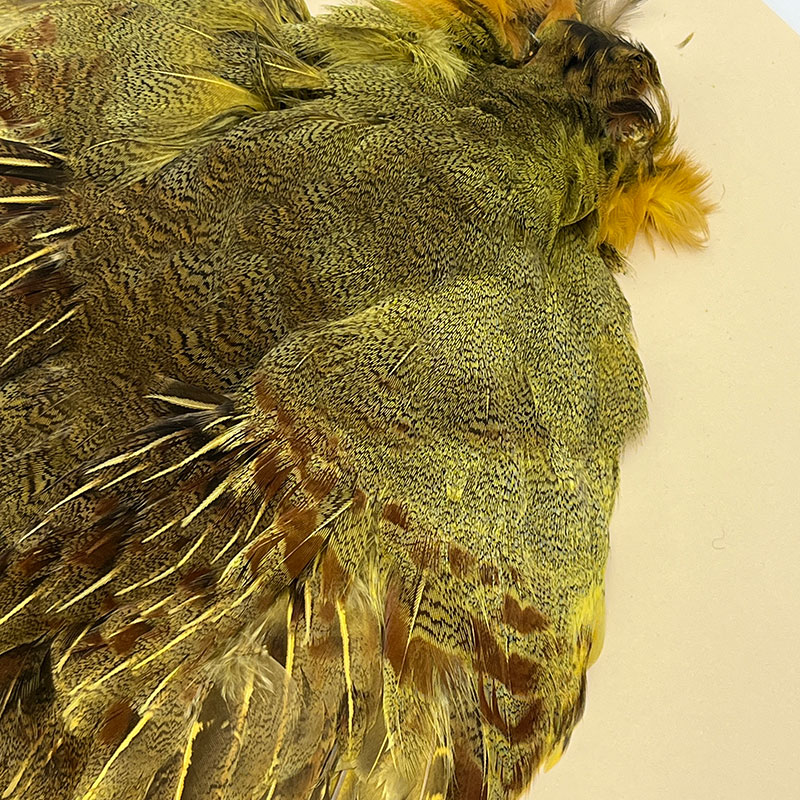 ʥ˥ϥ󥬥ꥢѡȥåץ꡼ȥ  (KC35 05)