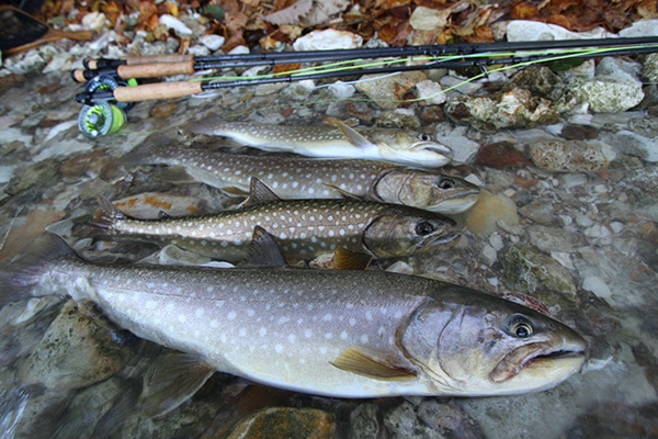 SCIERRA XDP3-4 Trout Fly reel | eBay