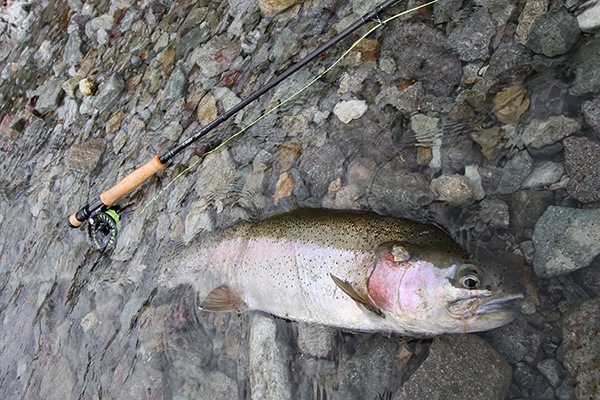 SCIERRA TRAXION 2 リール（防水ドラグリール）