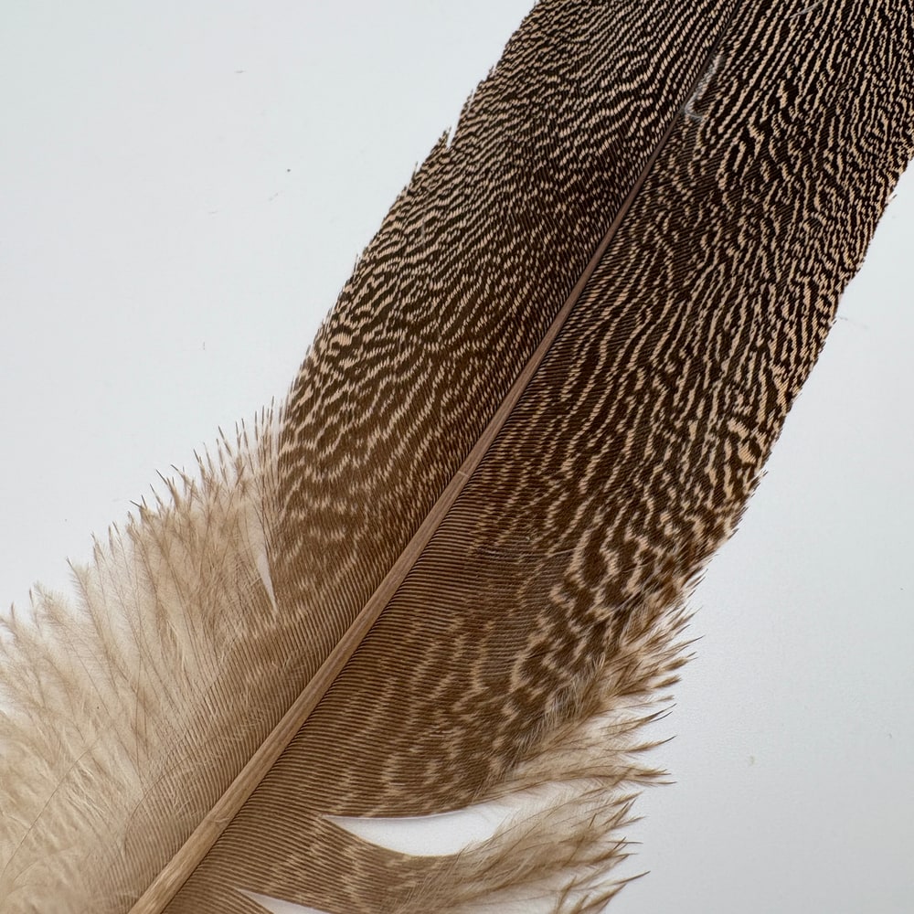 CANALҡ꡼Хɥ (8,000)