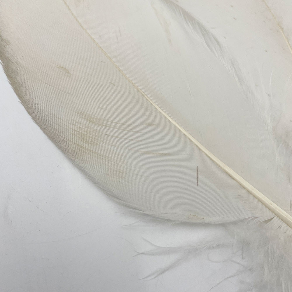 CANAL�ҡ��ۥ磻�ȥХ������ɥ����� 8/0 - (��쥢)��No.1