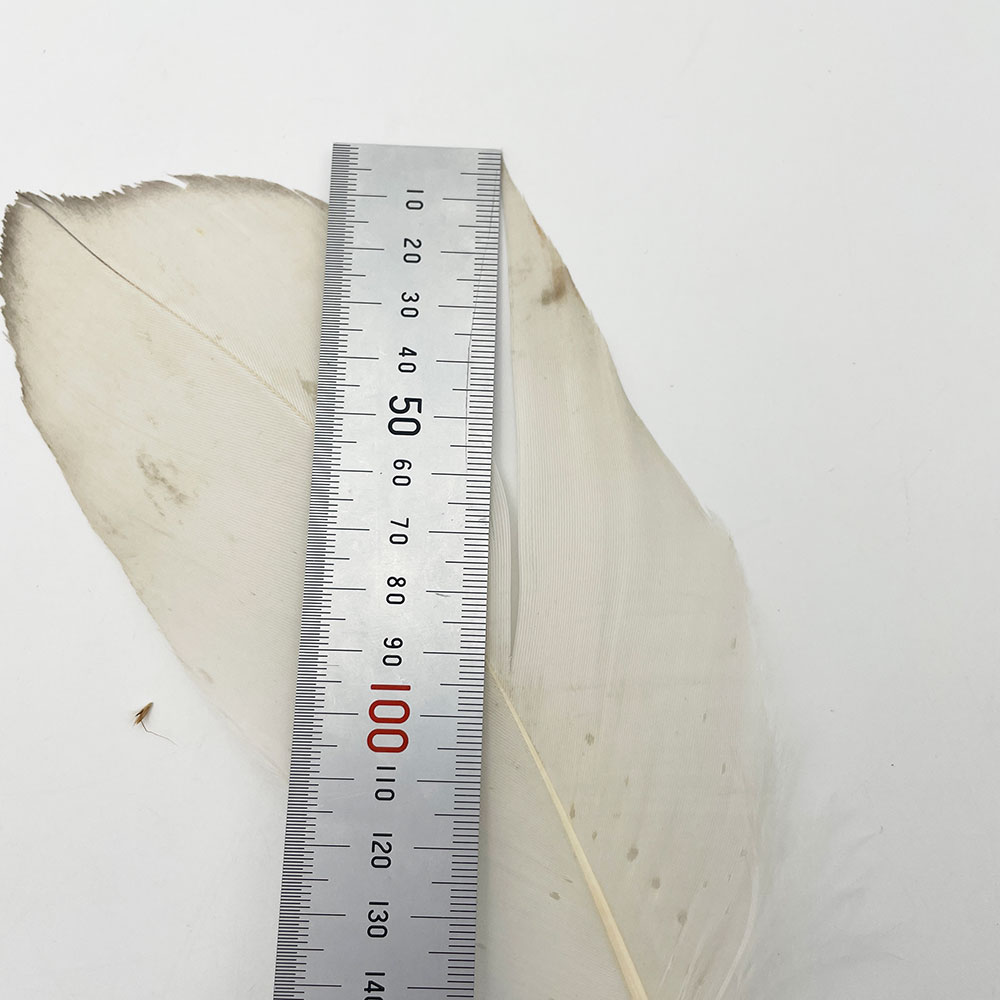 CANAL�ҡ��ۥ磻�ȥХ������ɥ����� 8/0 - (��쥢)��No.1