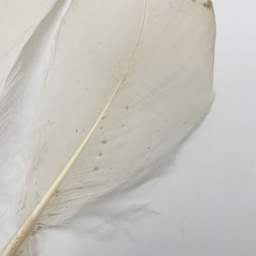 CANAL�ҡ��ۥ磻�ȥХ������ɥ����� 8/0 - (��쥢)��No.1