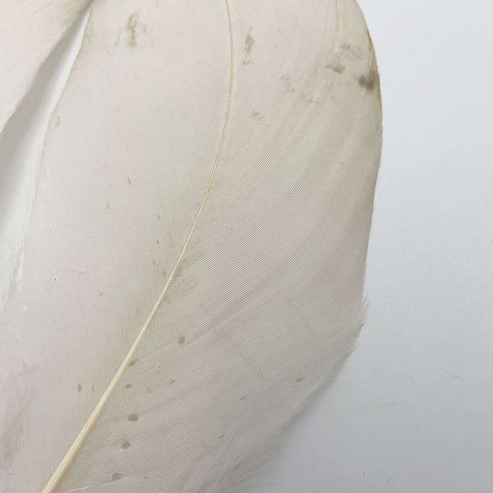 CANAL�ҡ��ۥ磻�ȥХ������ɥ����� 8/0 - (��쥢)��No.1