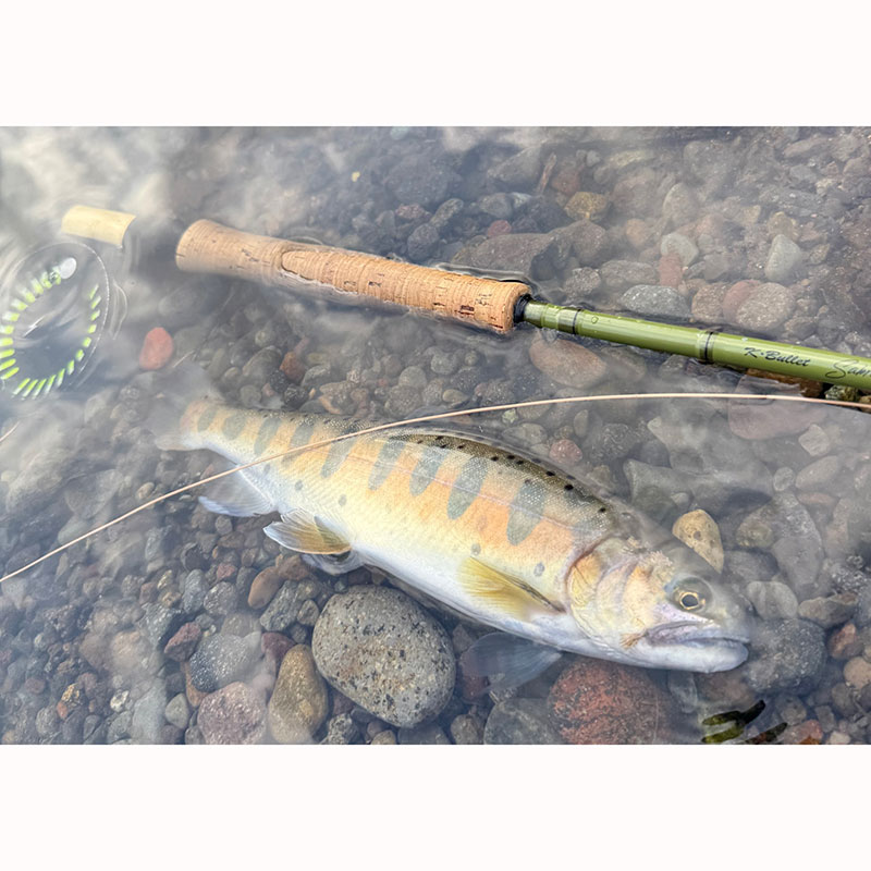 �ƥ��ڥåȤ򸫤��ʤ������INSTA SINK GEL�ץ��󥹥����󥯥�����  [ISG01]