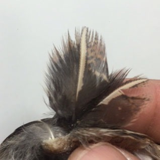 ����ʥ�ҡ��ѡ��ȥ�å�������[CN161]