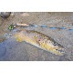 SONAR #1 10ft 6inch
