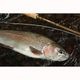 K.Bullet CURRENT #5 9ft ���åɥ��åȡʥ��åɡܥ꡼��ܥ饤��ܥ꡼���������ѥ�������