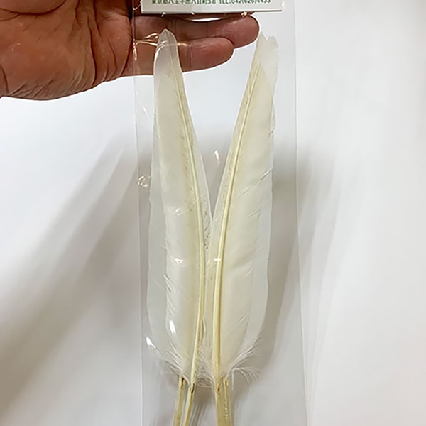 CANAL�ҡ����å�������