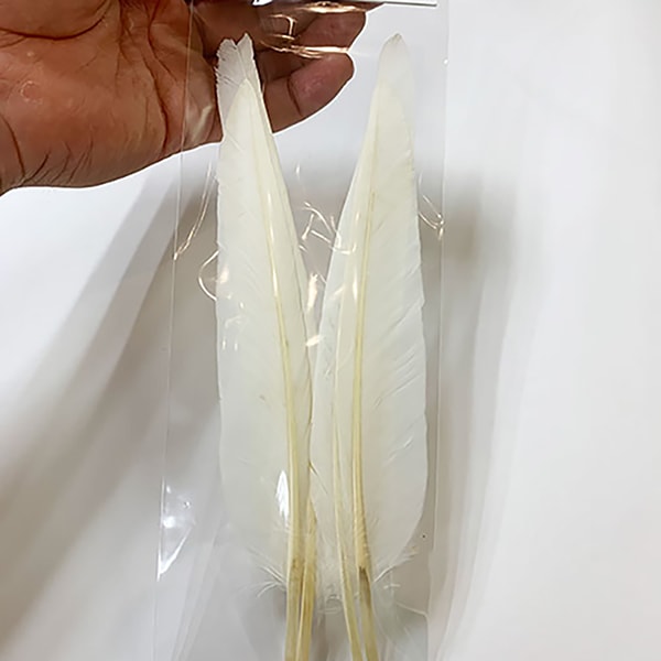 CANAL�ҡ����å�������