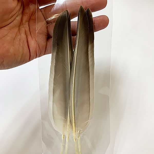 CANAL�ҡ����å�������