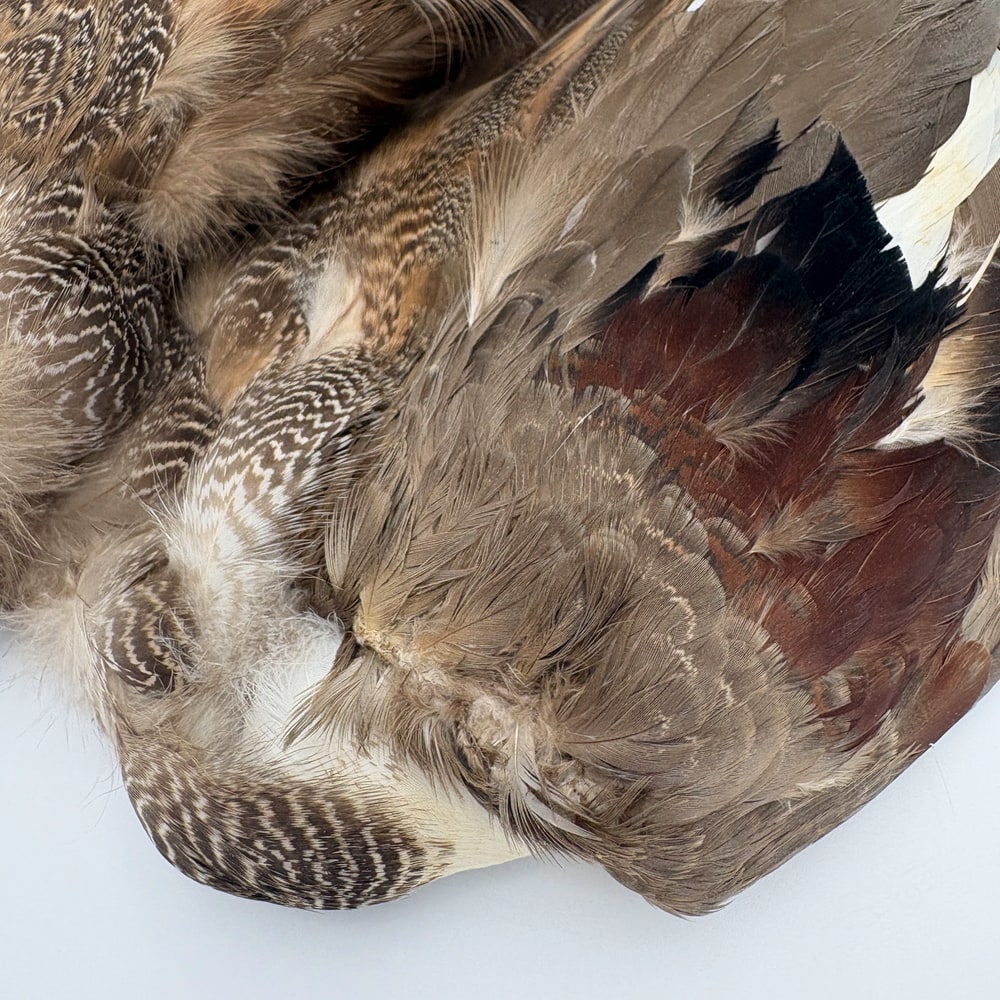 CANAL�ҡ����åɥ������륳��ץ꡼�ȥ�����