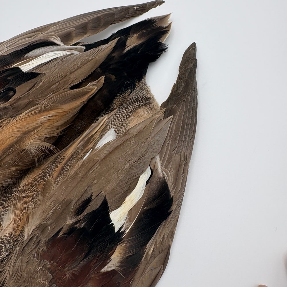 CANAL�ҡ����åɥ������륳��ץ꡼�ȥ�����