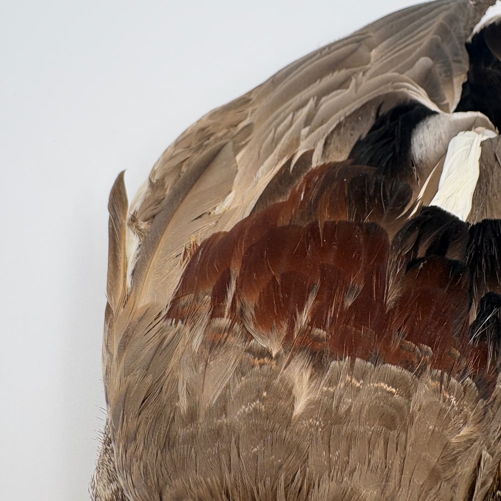 CANAL�ҡ����åɥ������륳��ץ꡼�ȥ�����