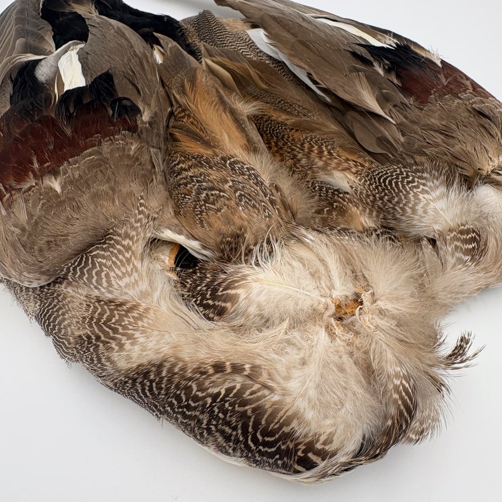 CANAL�ҡ����åɥ������륳��ץ꡼�ȥ�����