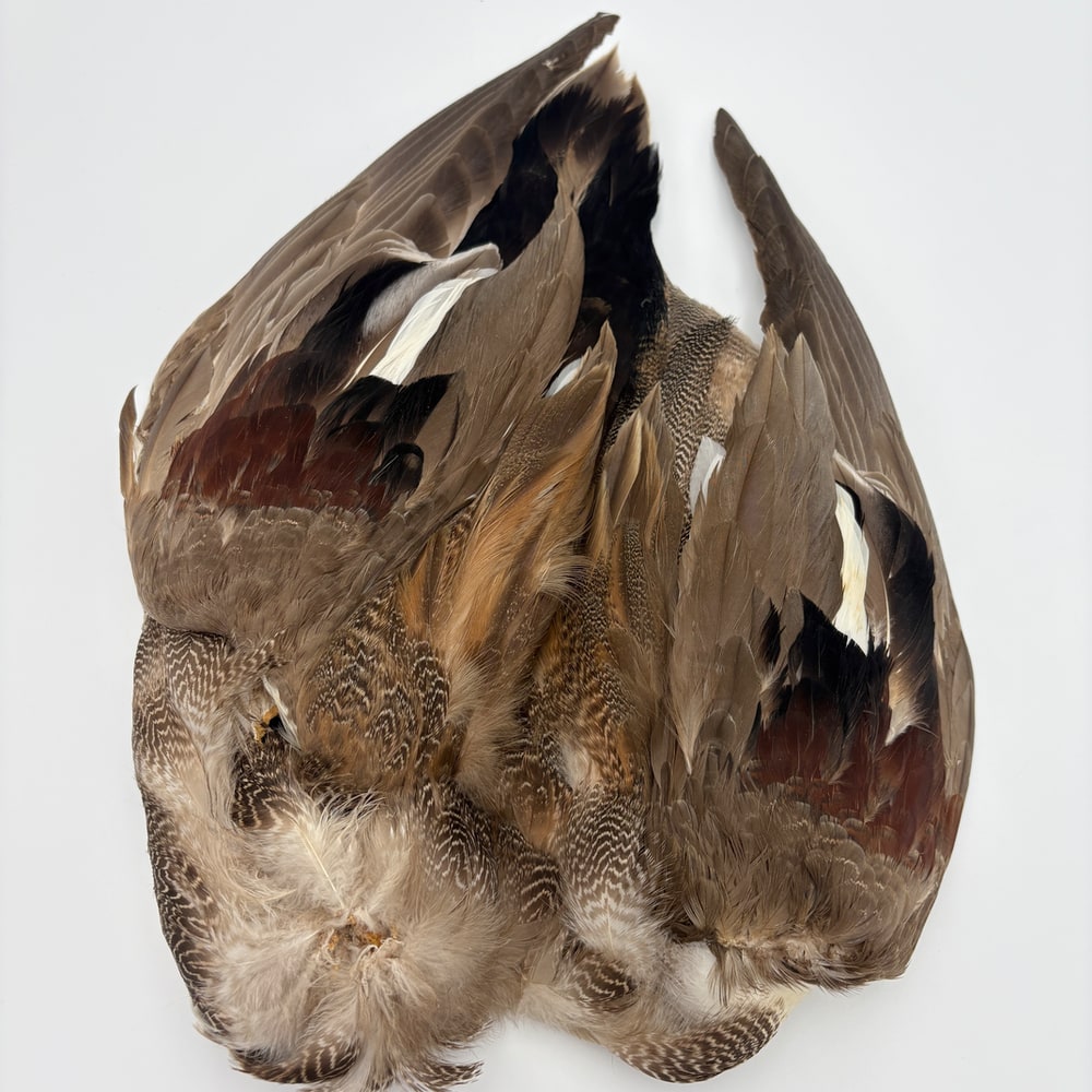 CANAL�ҡ����åɥ������륳��ץ꡼�ȥ�����