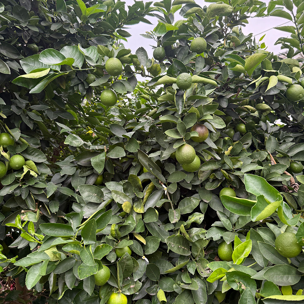 クラフトライムジャム オーガニック