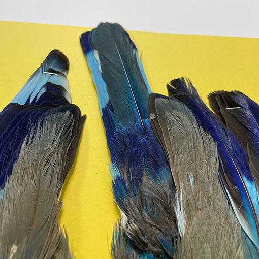 ライラックブレステッドローラー No.6