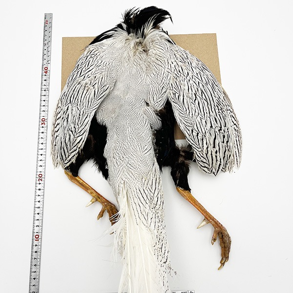 ����С��ե�����ȥ���ץ꡼�ȥ����� �ơ����դ� ��KCS��