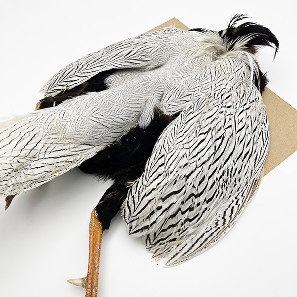 ����С��ե�����ȥ���ץ꡼�ȥ����� �ơ����դ� ��KCS��