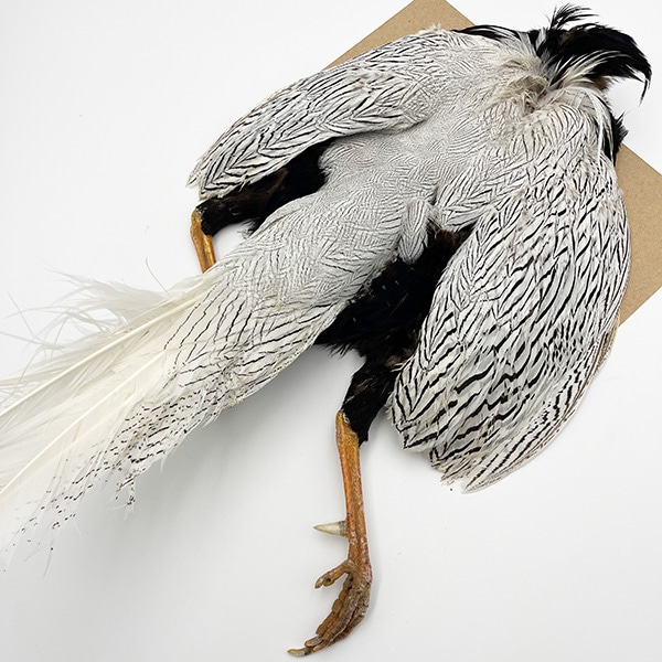 ����С��ե�����ȥ���ץ꡼�ȥ����� �ơ����դ� ��KCS��