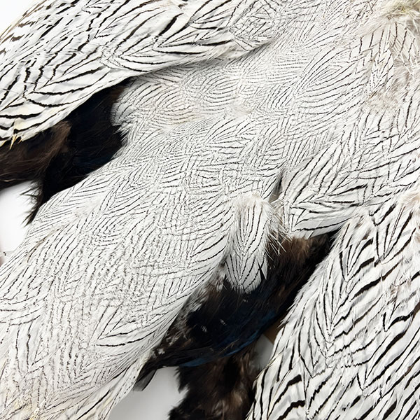 ����С��ե�����ȥ���ץ꡼�ȥ����� �ơ����դ� ��KCS��