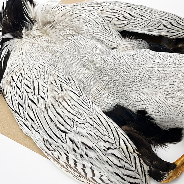 シルバーフェザントコンプリートスキン テール付き 【KCS】