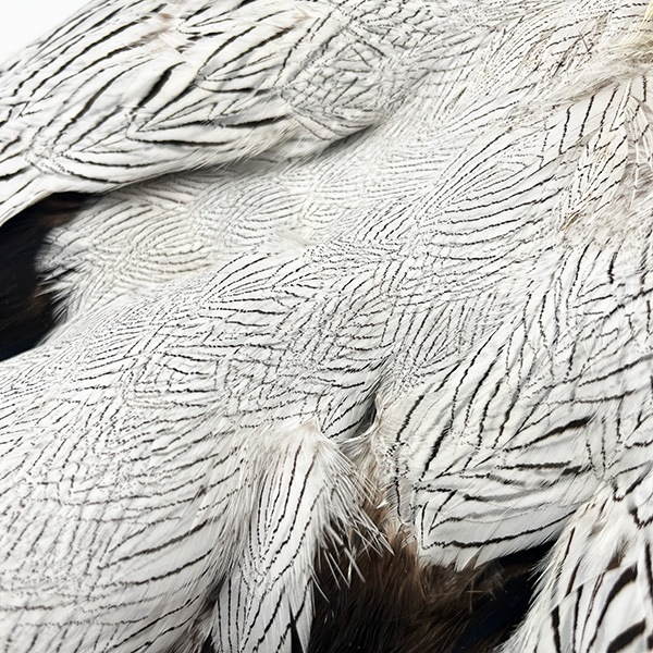 ����С��ե�����ȥ���ץ꡼�ȥ����� �ơ����դ� ��KCS��