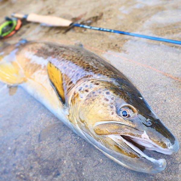 SONAR#1（10ft 6inch）＋SONAR EX 強化バットパーツセット SONAR #1 （10ft 6inch） ＋SONAR EX 強化バットパーツセット