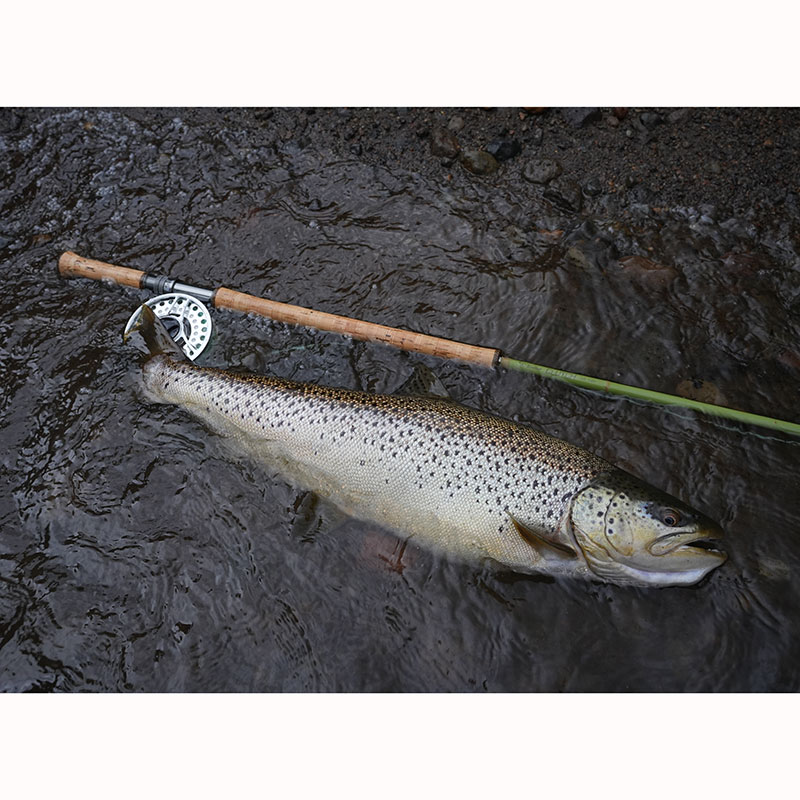 CLUTCH #8 (14ft)