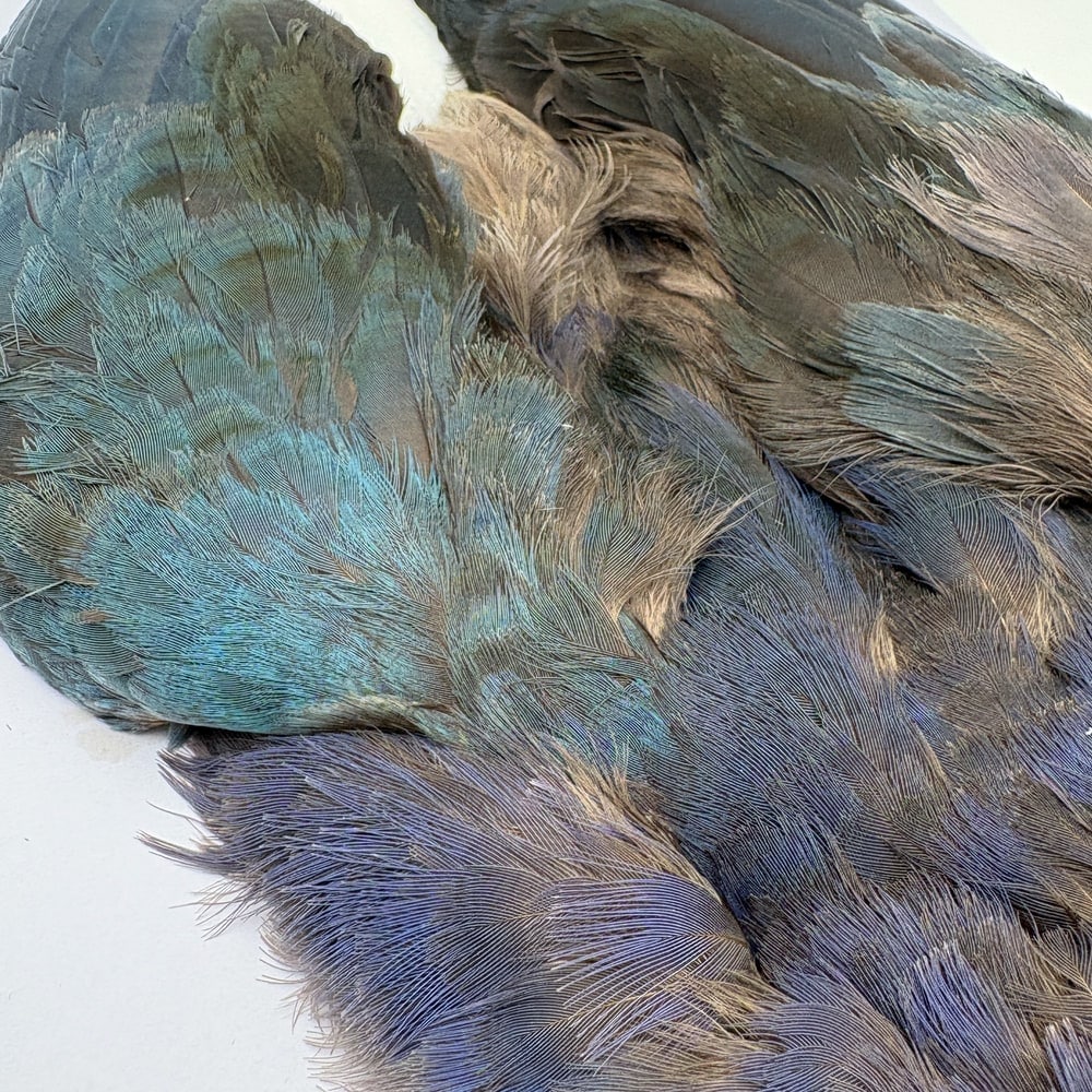 CANAL社 パープルスワンヘン No.3