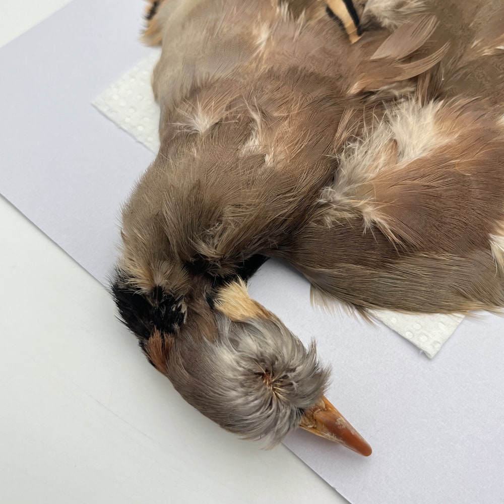 CANAL社 French Partridge （フレンチパートリッジ）コンプリート