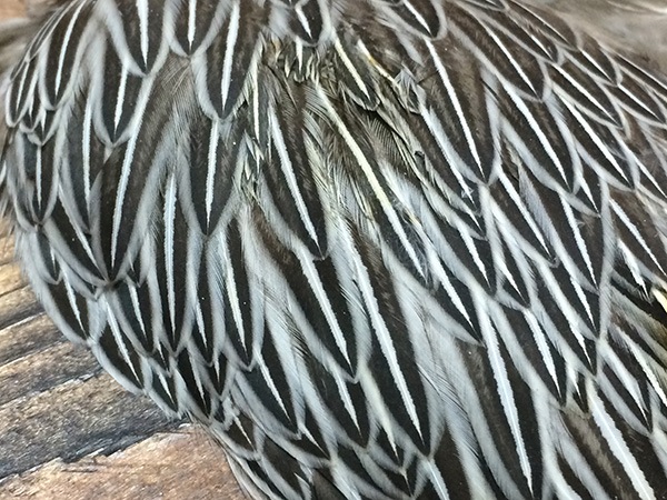 CANAL社 ジャングルコック・サドル