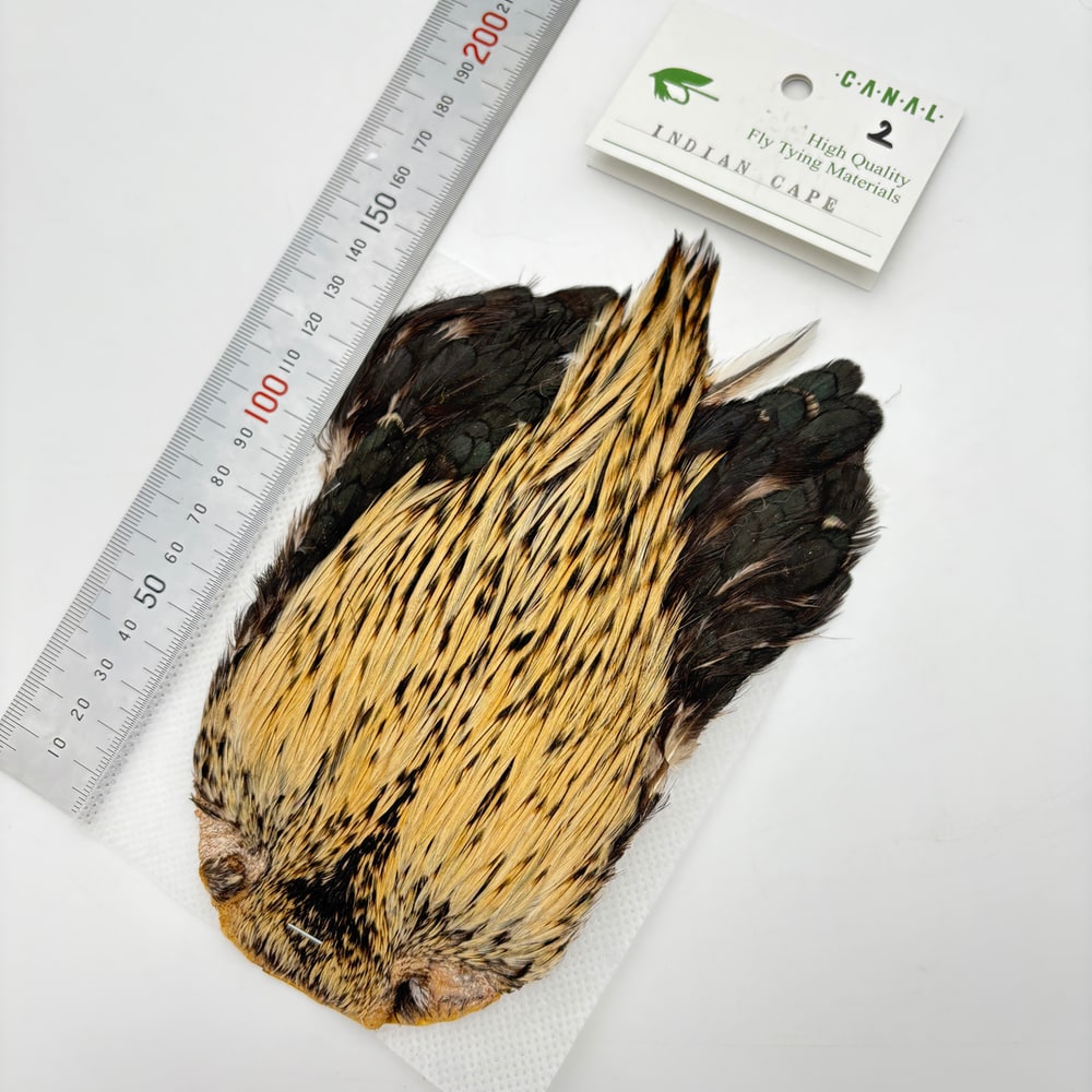 CANAL�ҡ�����ǥ����󥱡���