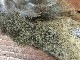 CANAL�ҡ��ԡ����å���å��ʥ��եȥϥå����[CN160]