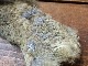 CANAL�ҡ��ԡ����å���å��ʥ��եȥϥå����[CN160]