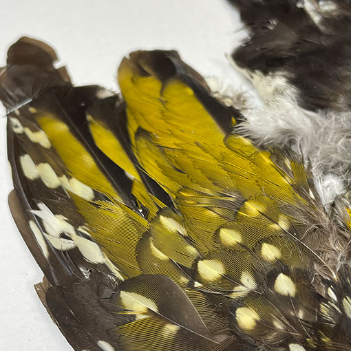 ����ʥ롡���åɥڥå���������ץ꡼�ȥ�����2