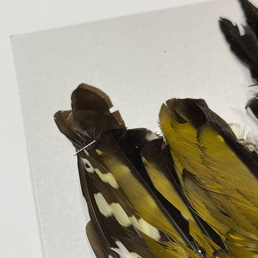 ����ʥ롡���åɥڥå���������ץ꡼�ȥ�����2