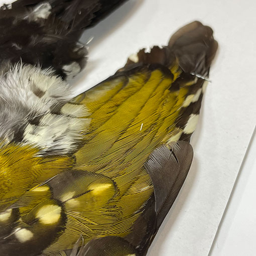 ����ʥ롡���åɥڥå���������ץ꡼�ȥ�����2